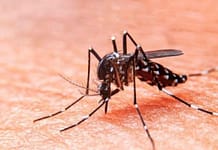 Confirman un nuevo caso de Dengue en San Juan